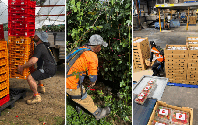 Hort Media Release image (2)